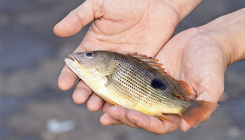 postDar o peixe ou ensinar a pescar?na categoriaPanorama