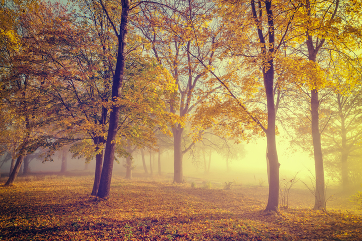 Beautiful sunlight in the forest and yellow autumn leaves in the forest in autumn in Sweden