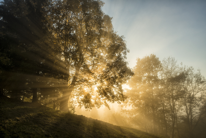light beams through the trees in the wood