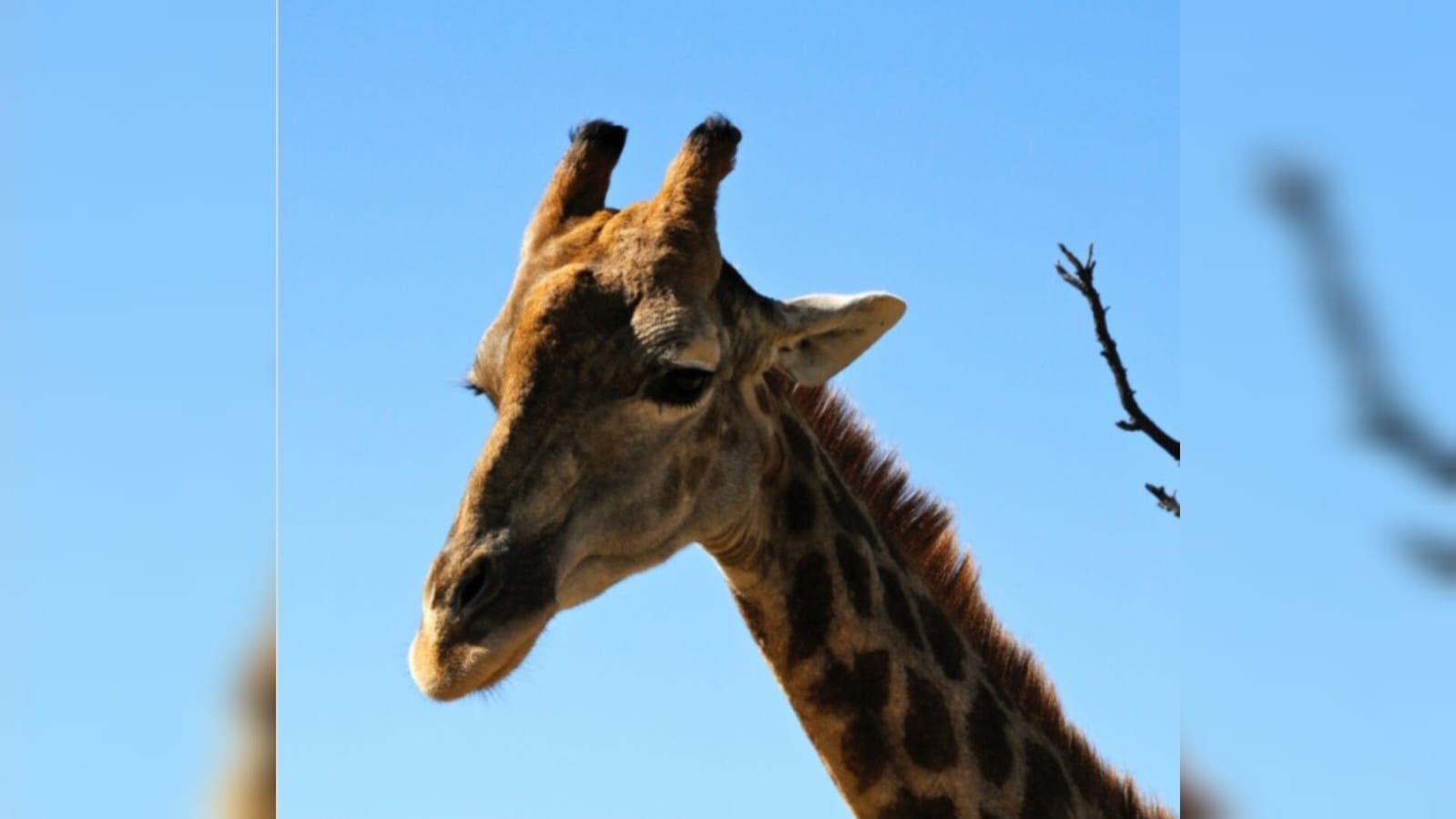 Pensar exige esforço_