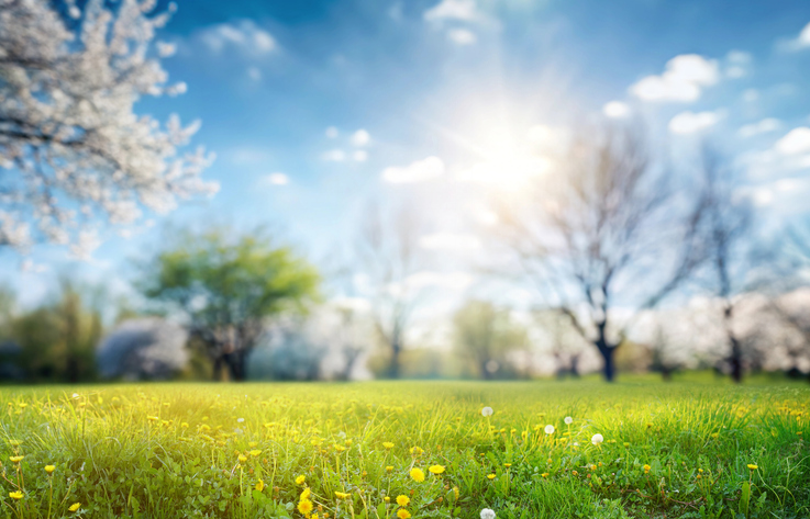 Beautiful spring landscape &#8211; a meadow illuminated by the bright sun.