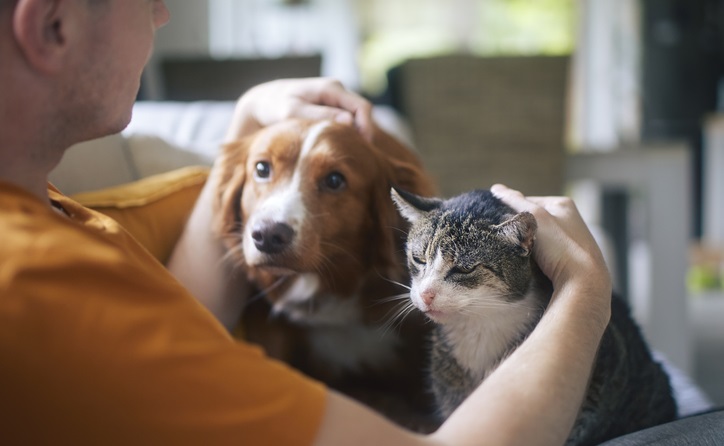 casal briga divorcio pet animais de estimação