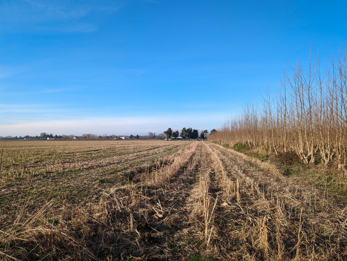 Agricultural farm after harvesting cereals