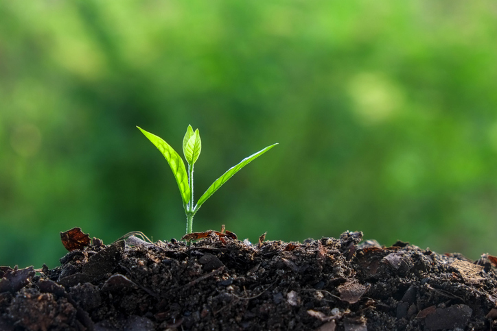 postEspírito vivificantena categoriaEster Bezerra