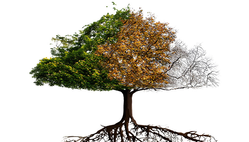 3 passos para se livrar das raízes ruins