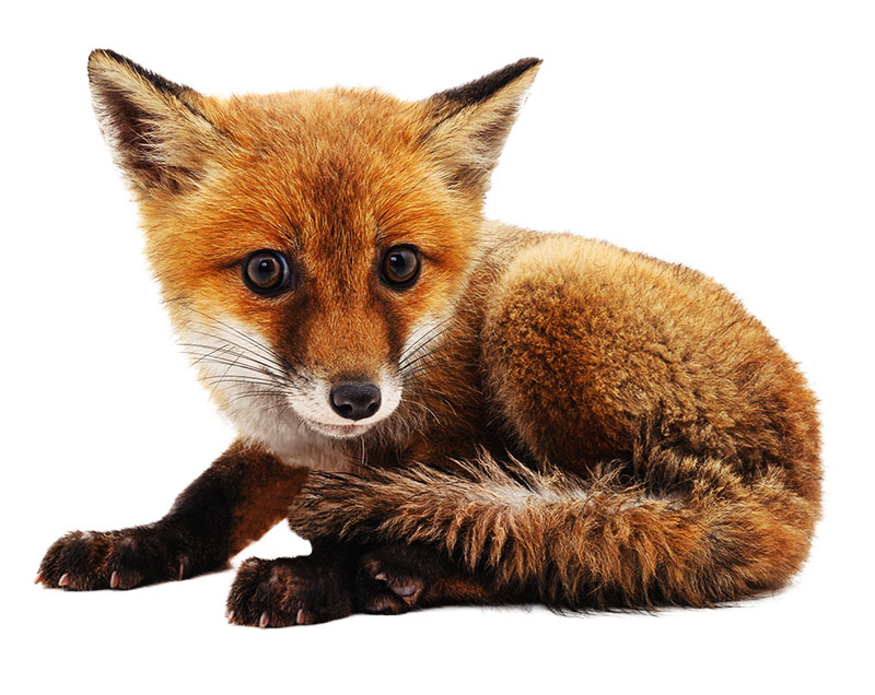 Brechas: o perigo de ceder ao que parece inofensivo