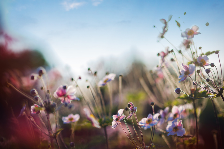 Soft photo of wildflowers