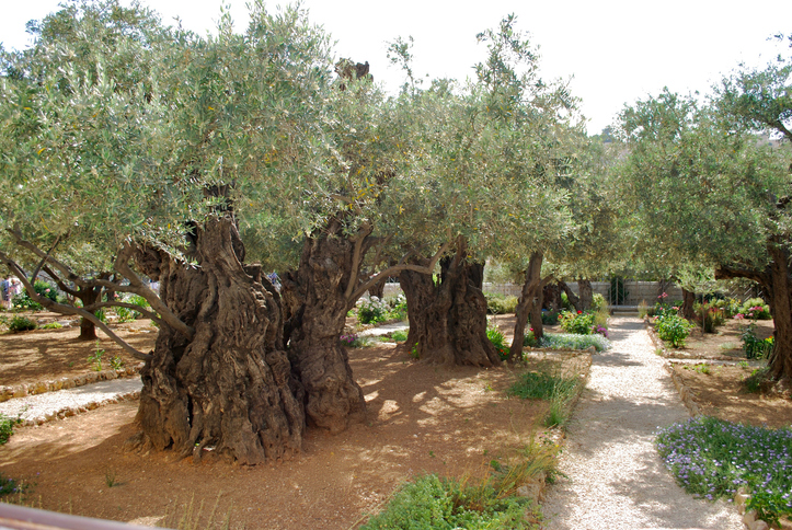 postO Senhor Jesus não escolheu esse lugar por acaso... Saiba a razão!na categoriaGetsêmani: um lugar de revelação