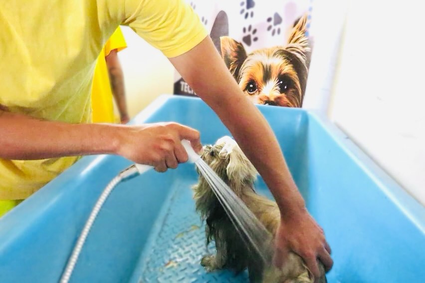 postPela primeira vez, a UNP oferece curso de “técnicas de banho em pets” a detentos da CPP em Goiásna categoriaAção Social