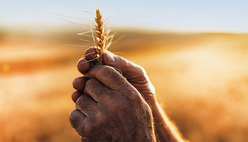 O que a parábola do joio e do trigo tem a ver com você?