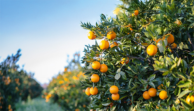 Uma mensagem para quem deseja dar frutos