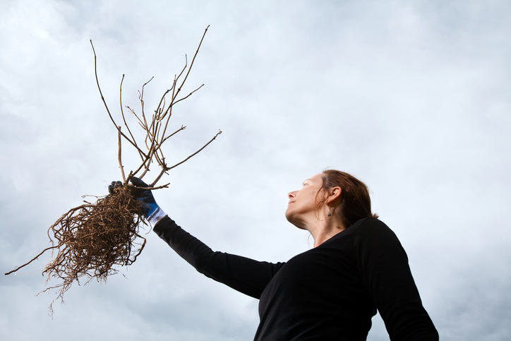 postComo arrancar raízes profundas pela fé: lições para solteiros e casadosna categoriaTerapia do Amor