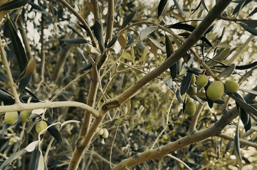 Entre Oliveiras e Silêncio_Universos