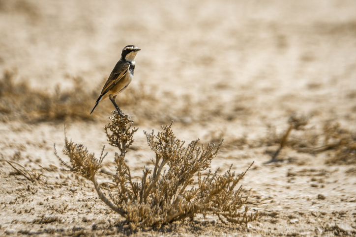 postA ansiedade...na categoriaNúbia Siqueira