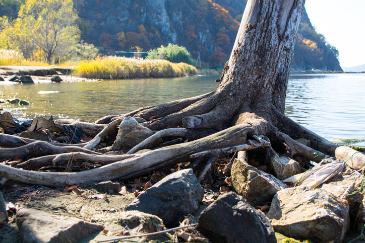 Bare roots of tree near the lake shore.
