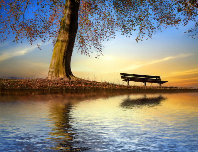 A bench in the park under a big tree by the lake