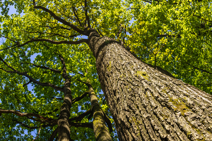 Spring oak tree from the ground perspective with May green leaves and blue sky.