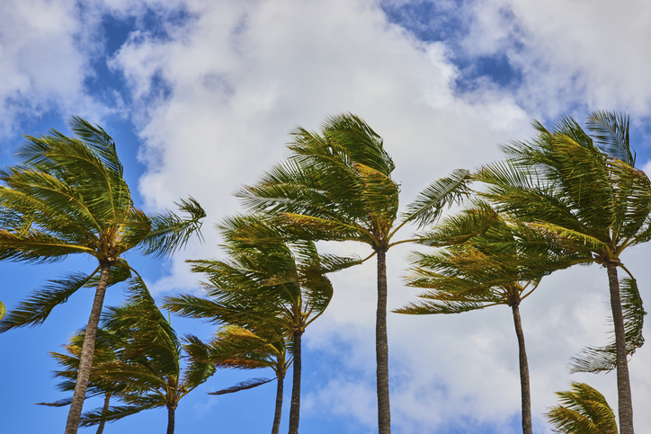 Tropical Palm Tree Canopy and Blue Sky in Nassau