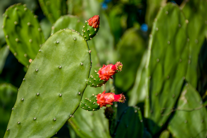 The Cactus flowers, Palm tree (Opuntia cochenillifer) in Limoeiro, Pernambuco, Brazil