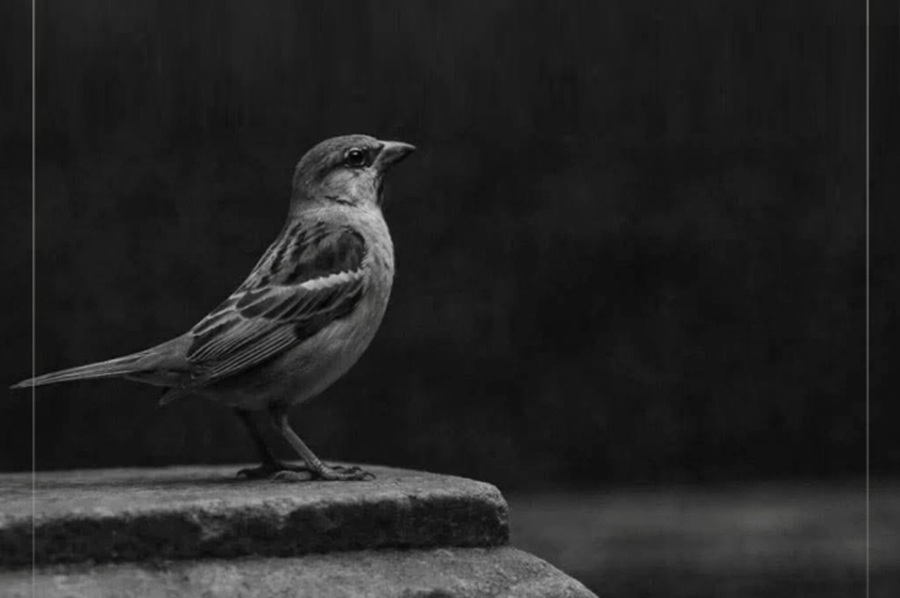 Imagem de capa - Emoções cegam soluções