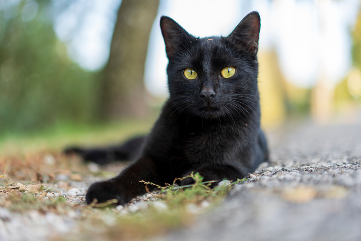 Imagem de capa - Gato preto e as escolhas do ser humano