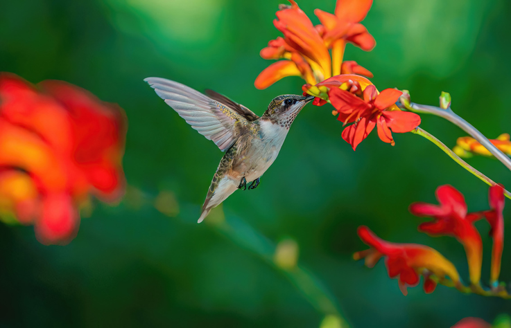 Hummingbird feeding on red flowers in lush green foliage