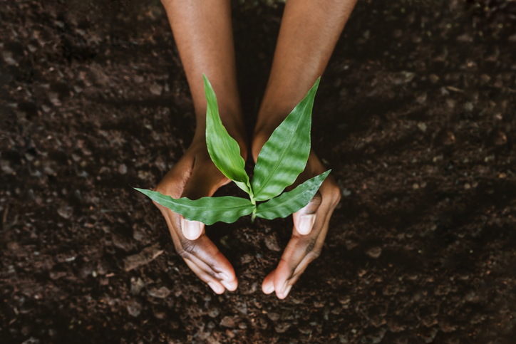 Imagem de capa - Plantar é um ato de obediência e fé