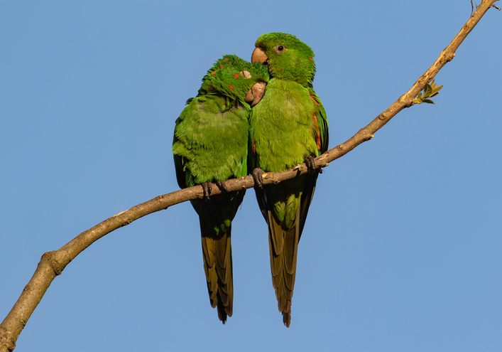 Imagem de capa - O amor verdadeiro não se mede pelo que sentimos