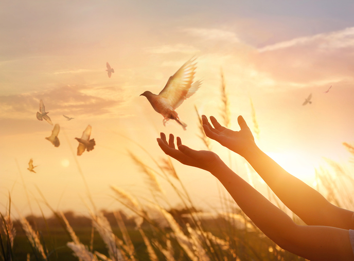 Woman praying and free bird enjoying nature on sunset background, hope concept