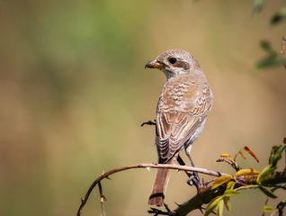Imagem de capa - De regreso a donde todo empezó