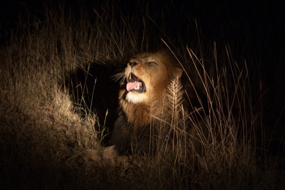 Imagem de capa - Juan 18: El León toma la delantera